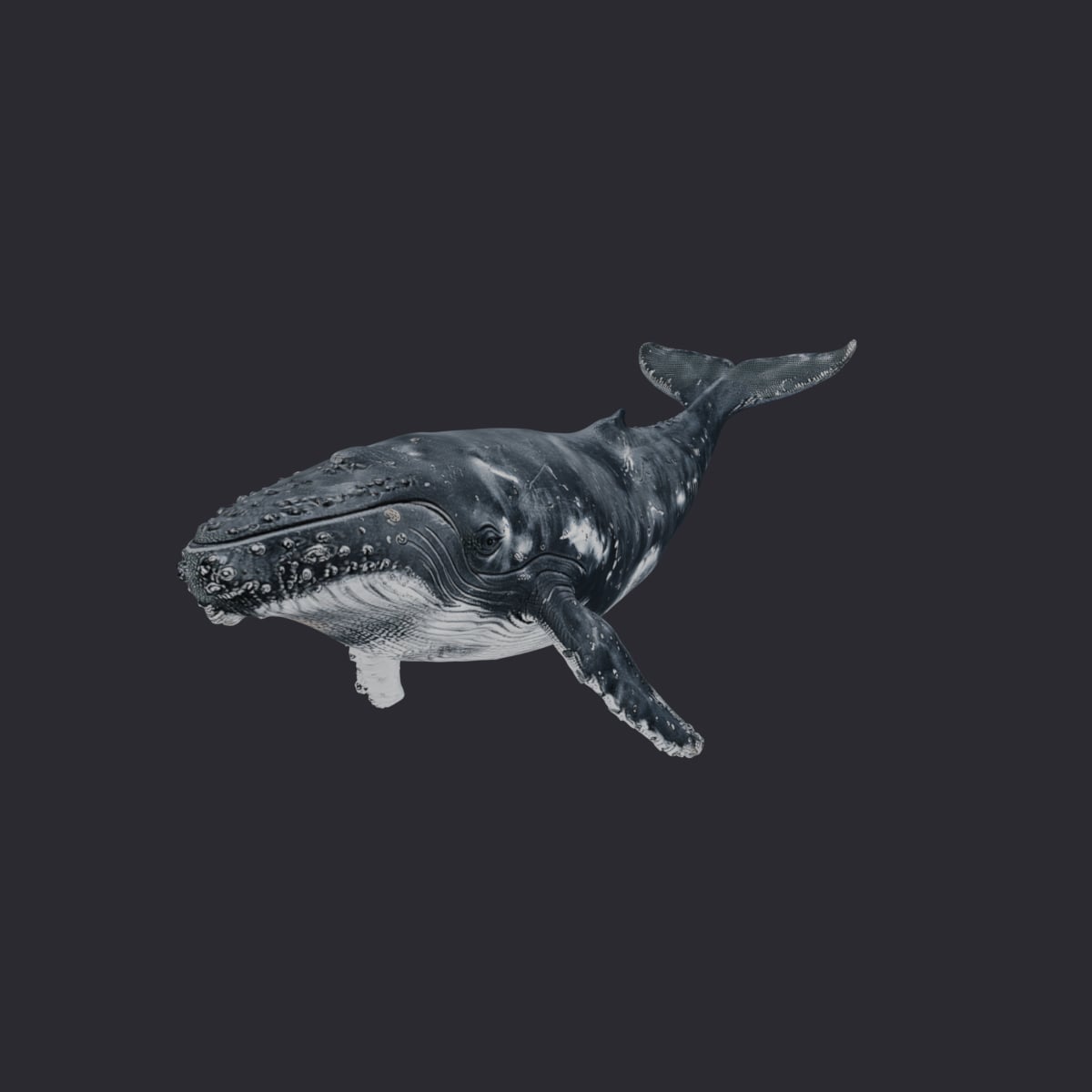Humpback Whale — Diving Pose with Raised Fluke