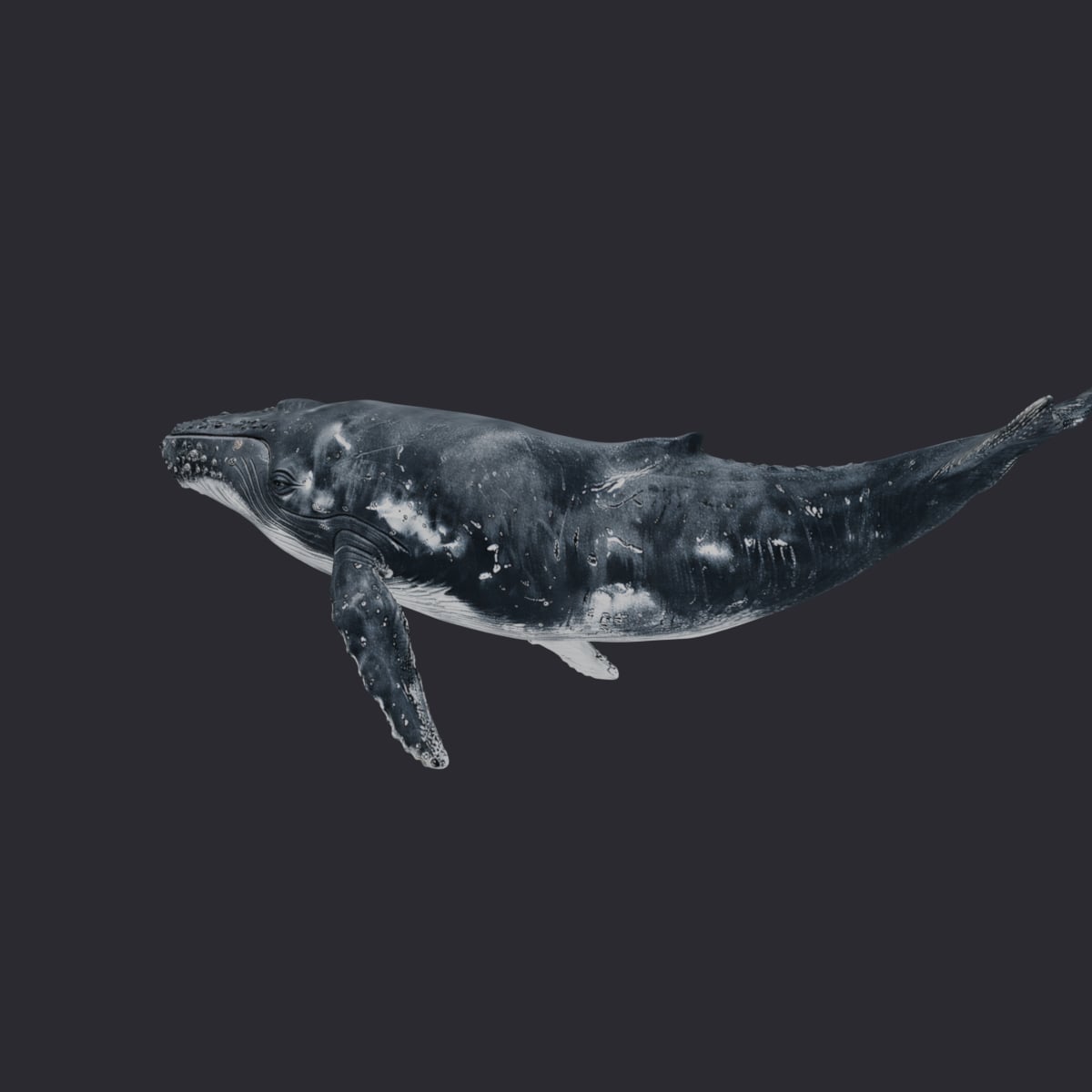 Humpback Whale — Diving Pose with Raised Fluke — thumbnail 2