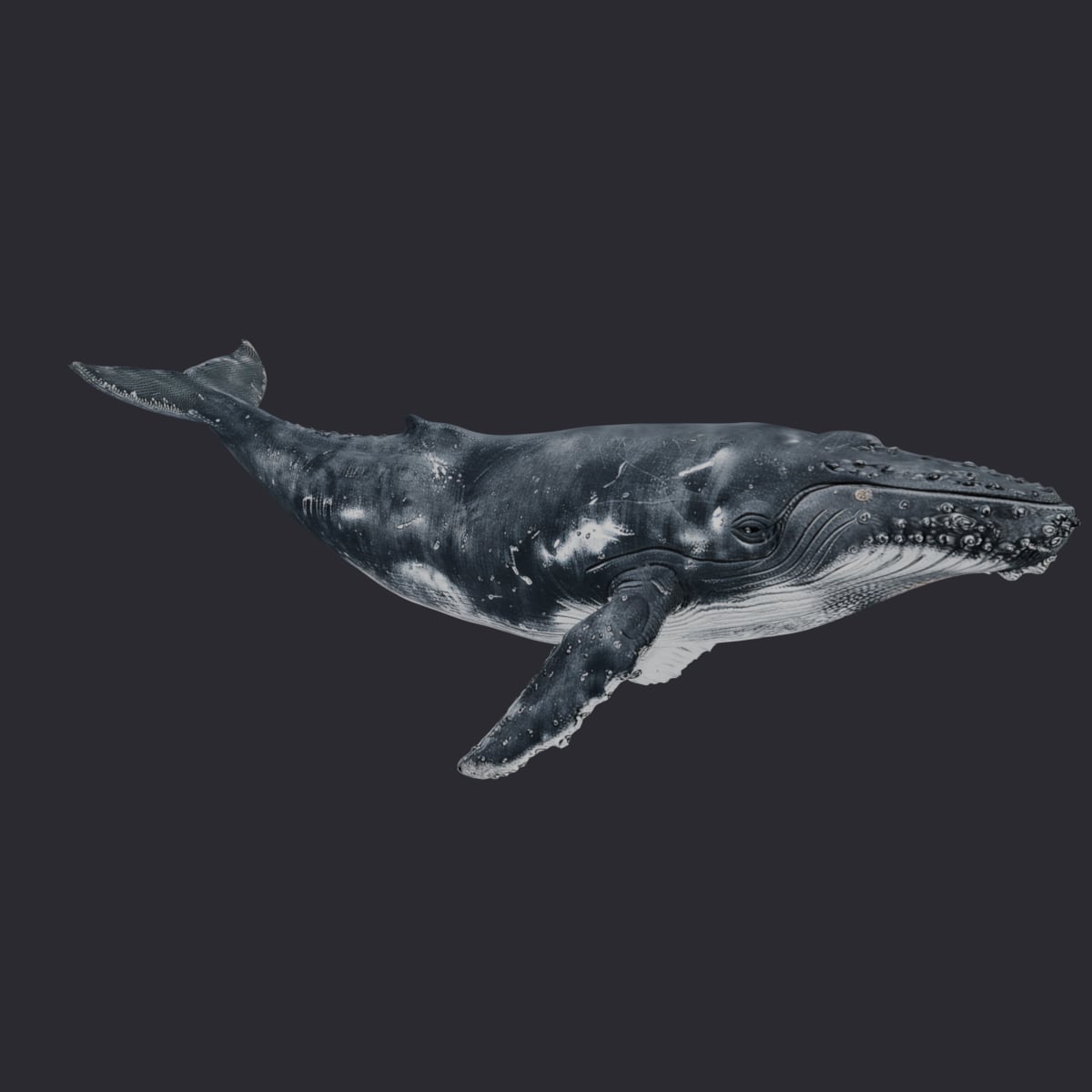 Humpback Whale — Diving Pose with Raised Fluke — thumbnail 4