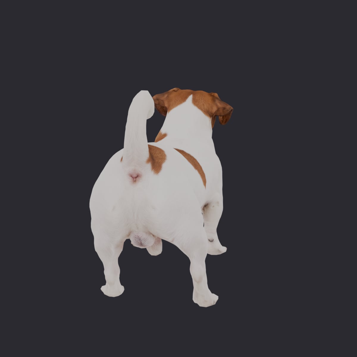 Jack Russell Terrier — Alert Crouching Pose — thumbnail 3