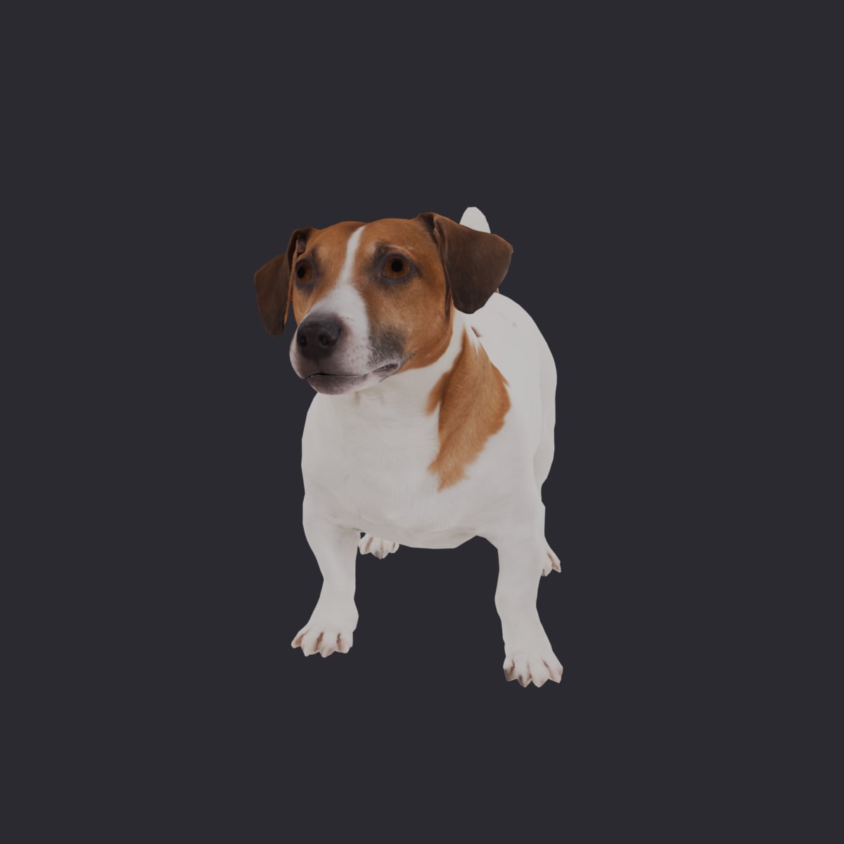 Jack Russell Terrier — Alert Crouching Pose — thumbnail 1