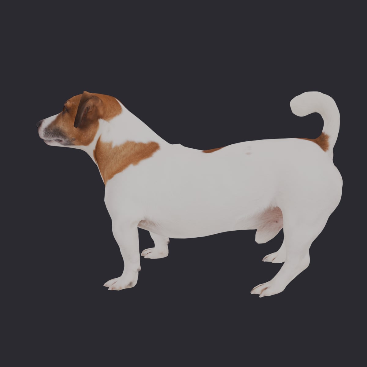 Jack Russell Terrier — Alert Crouching Pose — thumbnail 2