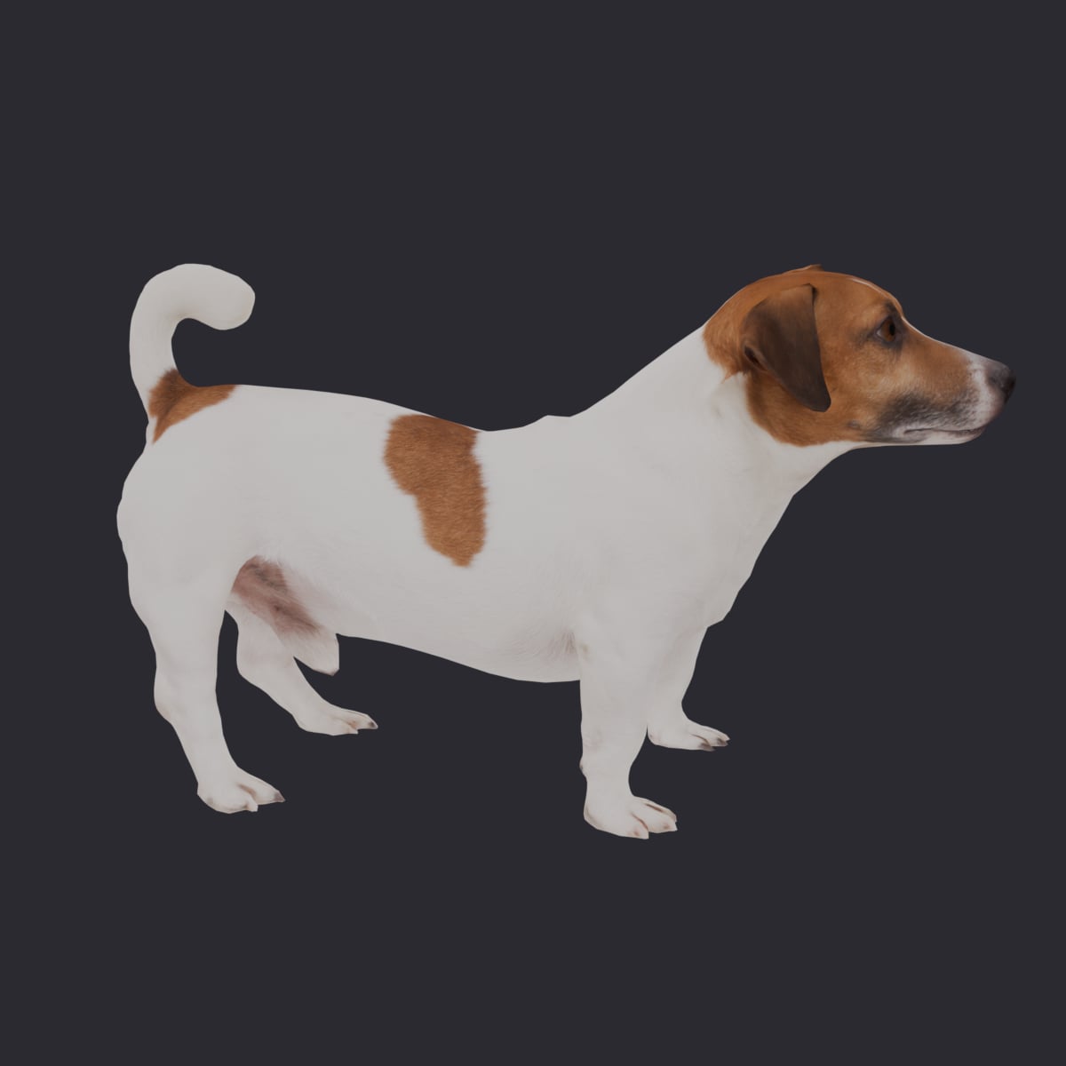 Jack Russell Terrier — Alert Crouching Pose — thumbnail 4