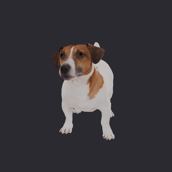 Jack Russell Terrier — Alert Crouching Pose