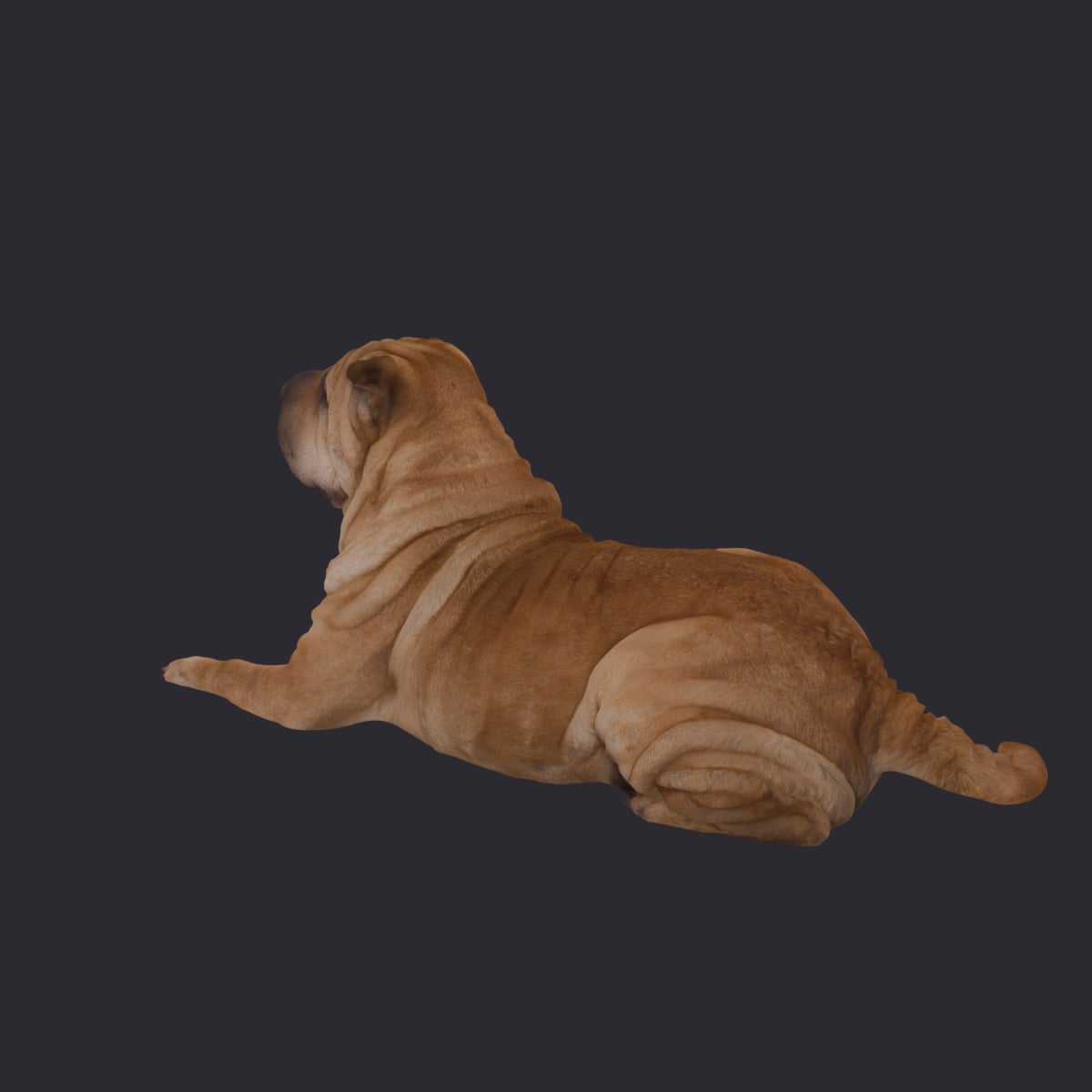 Shar Pei — Lying Pose, Wrinkled Coat — thumbnail 3
