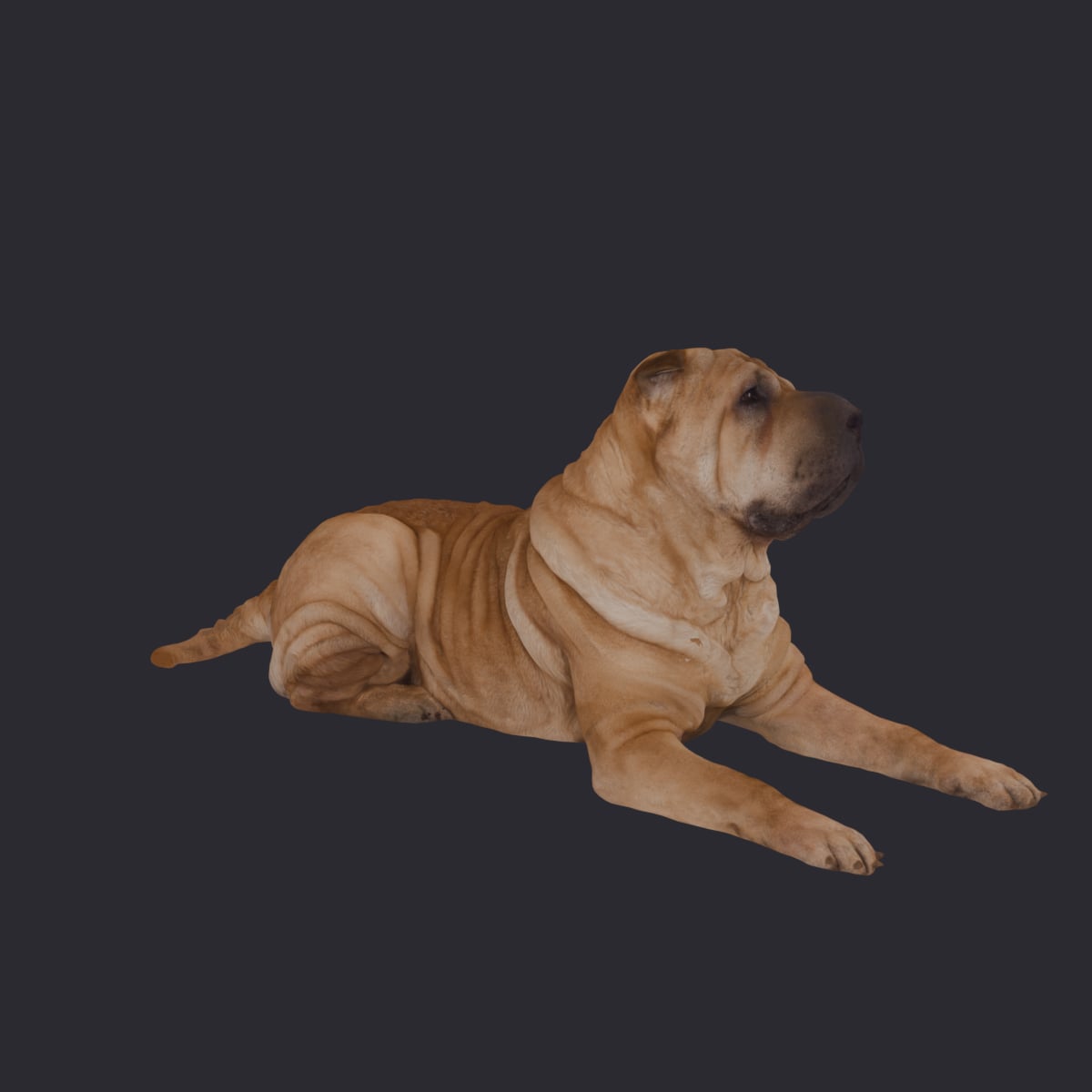 Shar Pei — Lying Pose, Wrinkled Coat