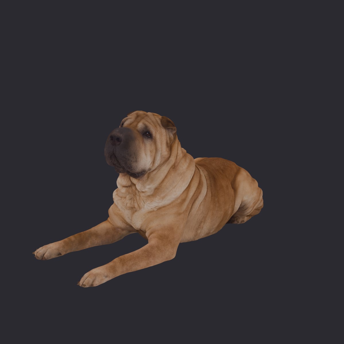 Shar Pei — Lying Pose, Wrinkled Coat — thumbnail 2