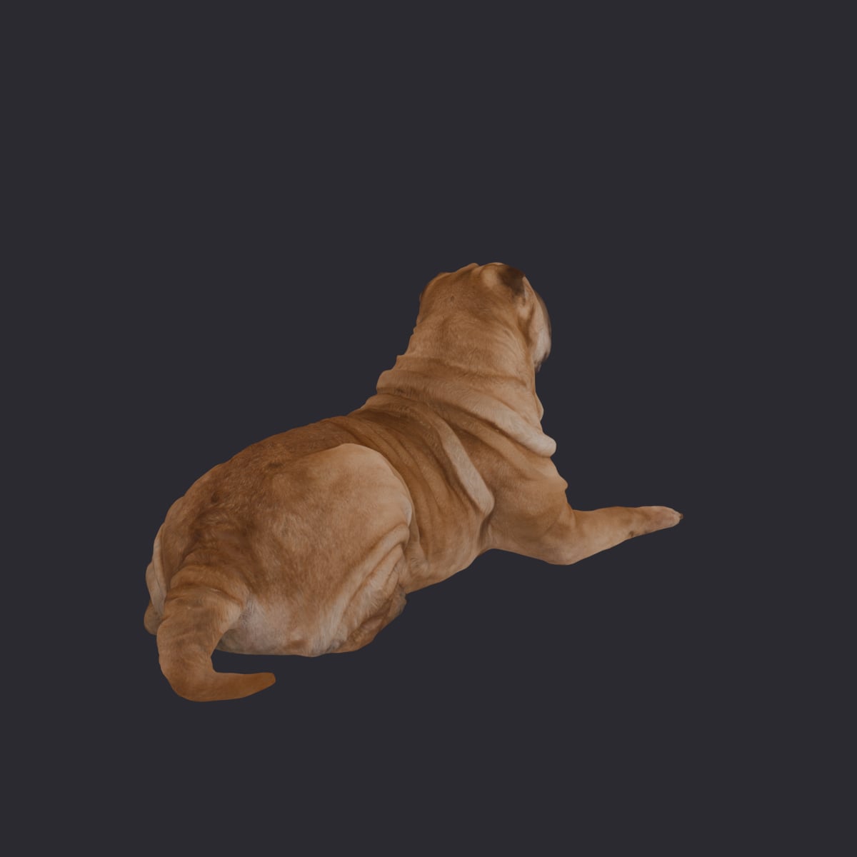 Shar Pei — Lying Pose, Wrinkled Coat — thumbnail 4