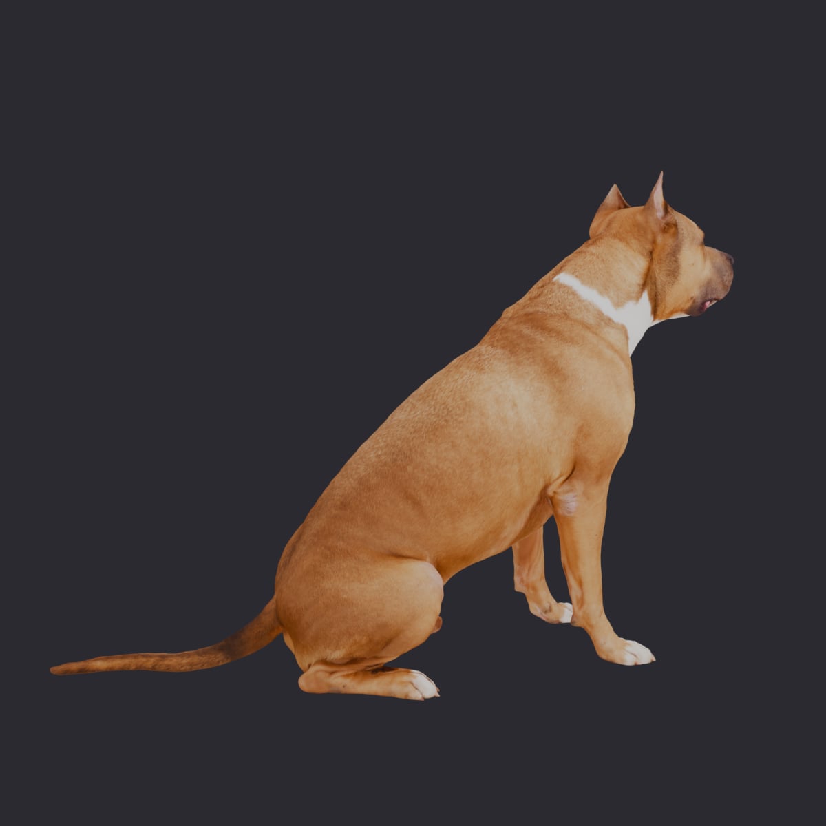 American Staffordshire Terrier — Sitting Pose — thumbnail 3