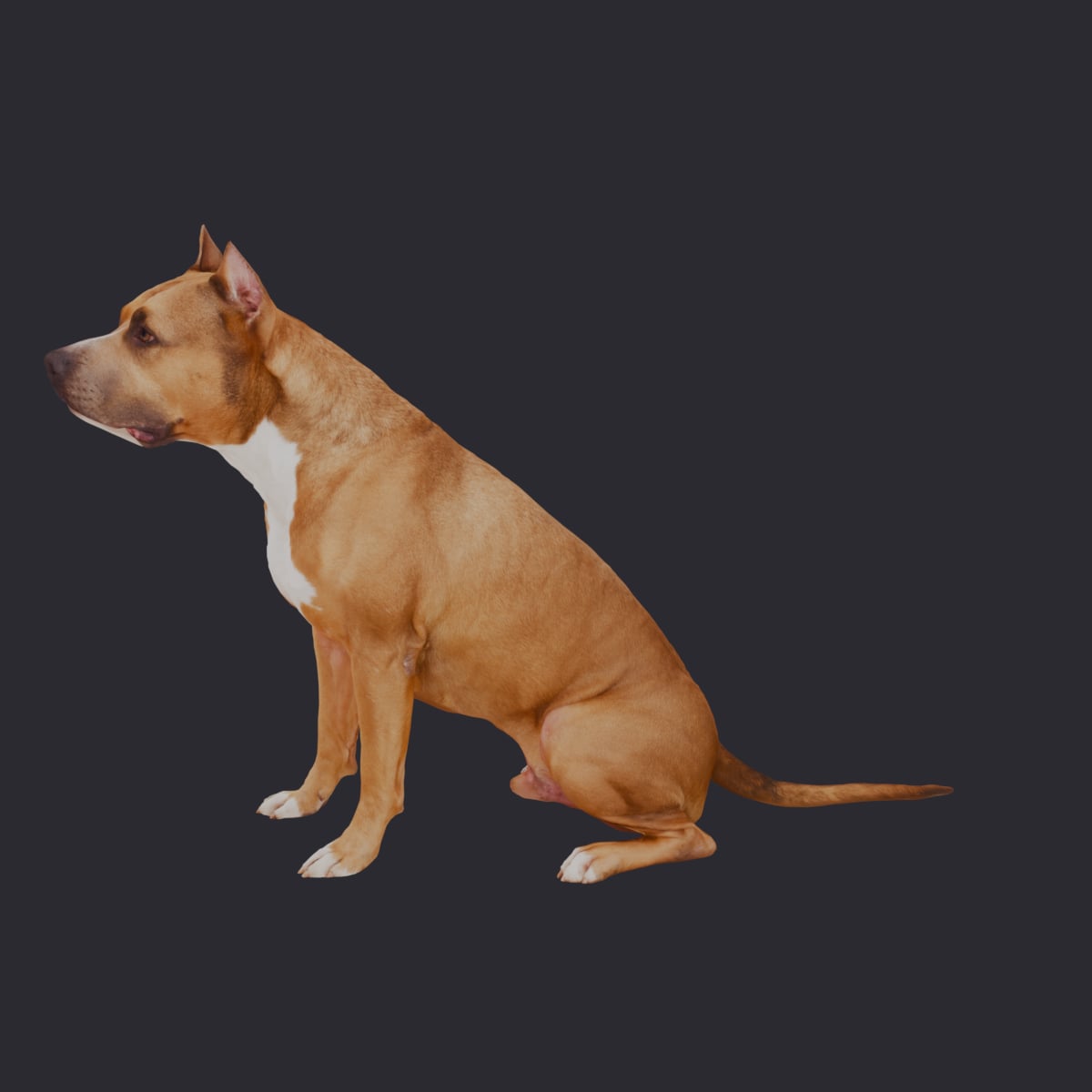 American Staffordshire Terrier — Sitting Pose — thumbnail 1
