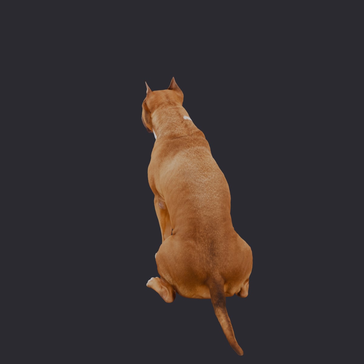 American Staffordshire Terrier — Sitting Pose — thumbnail 2