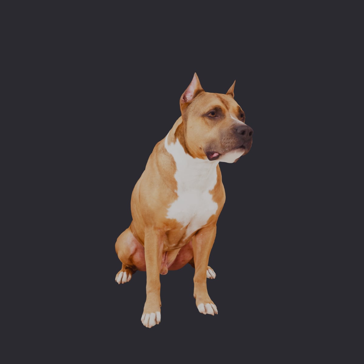 American Staffordshire Terrier — Sitting Pose — thumbnail 4