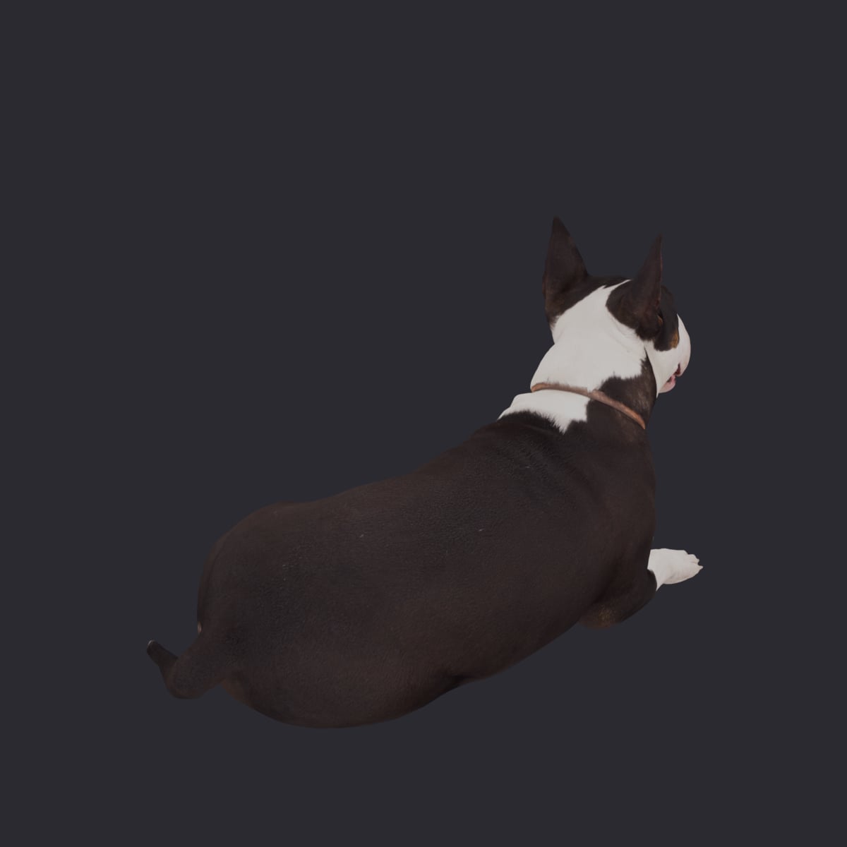 Bull Terrier — Lying Pose — thumbnail 3