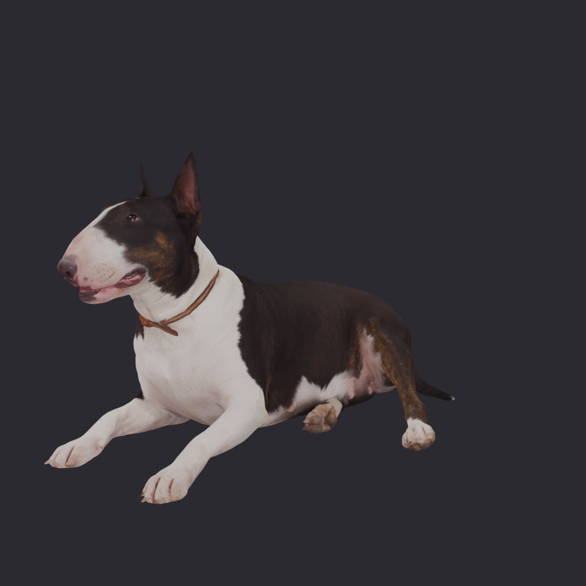 Bull Terrier — Lying Pose