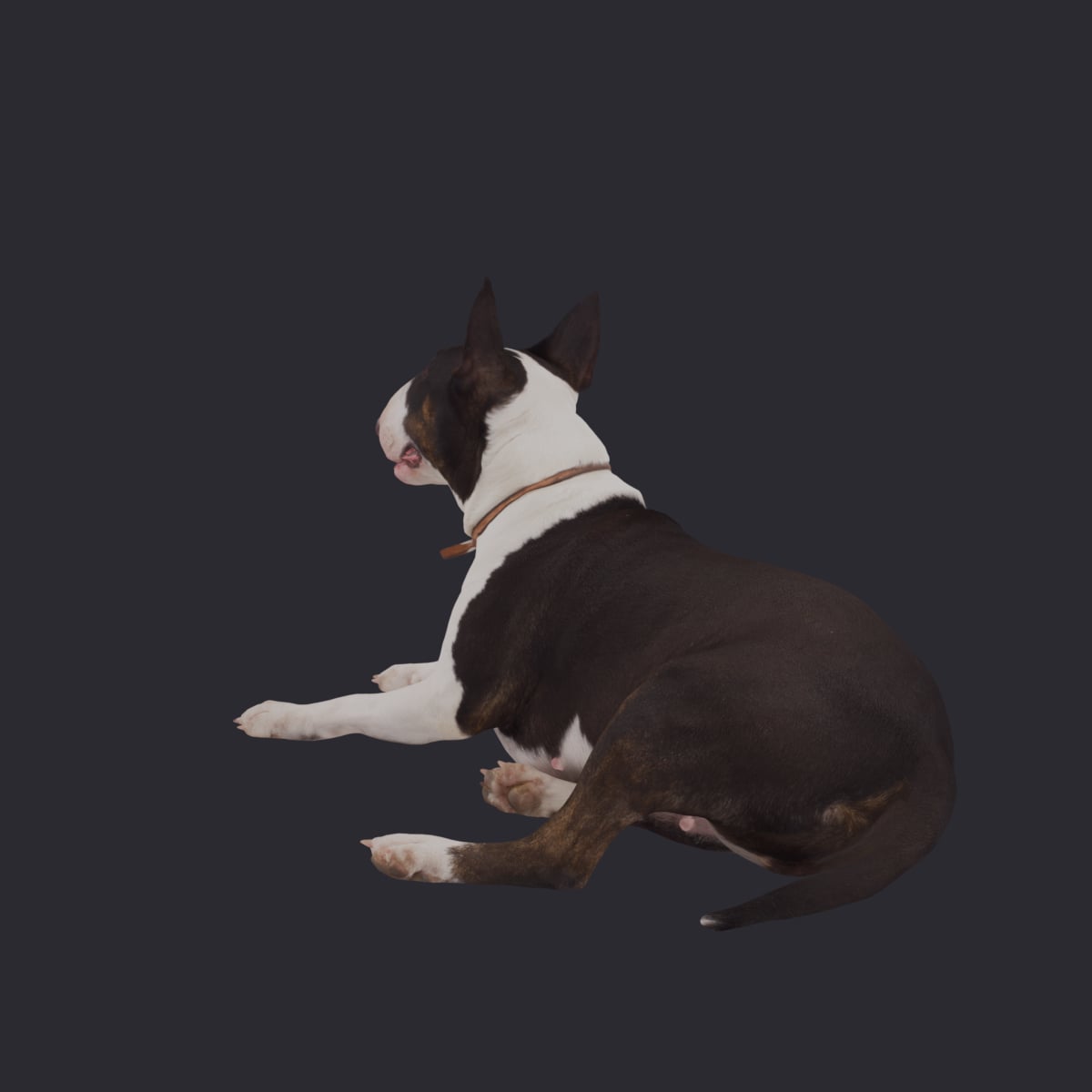 Bull Terrier — Lying Pose — thumbnail 2