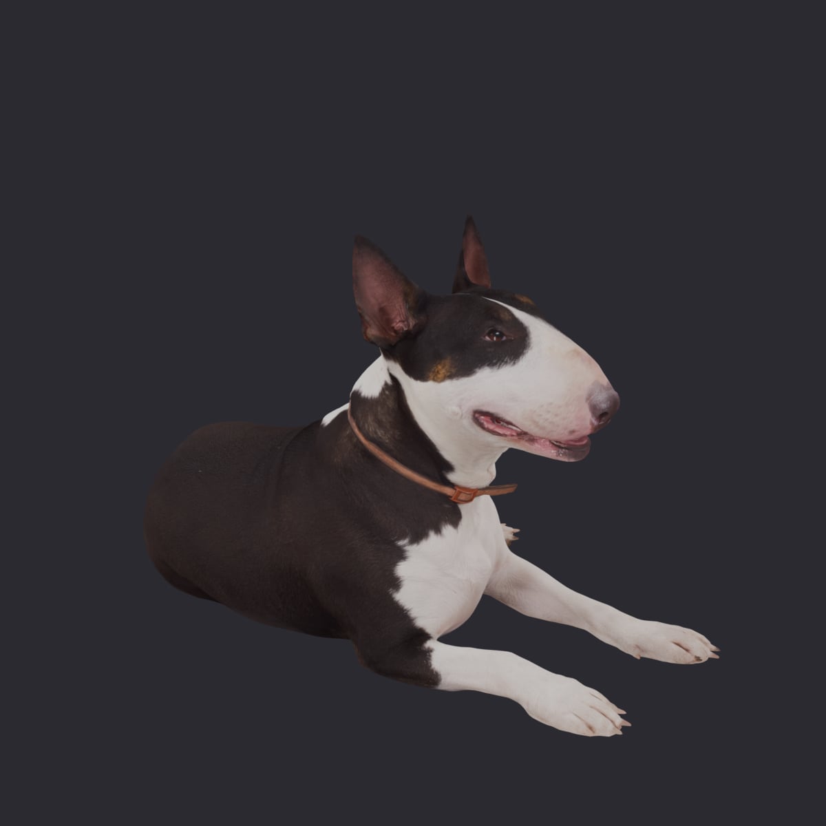 Bull Terrier — Lying Pose — thumbnail 4