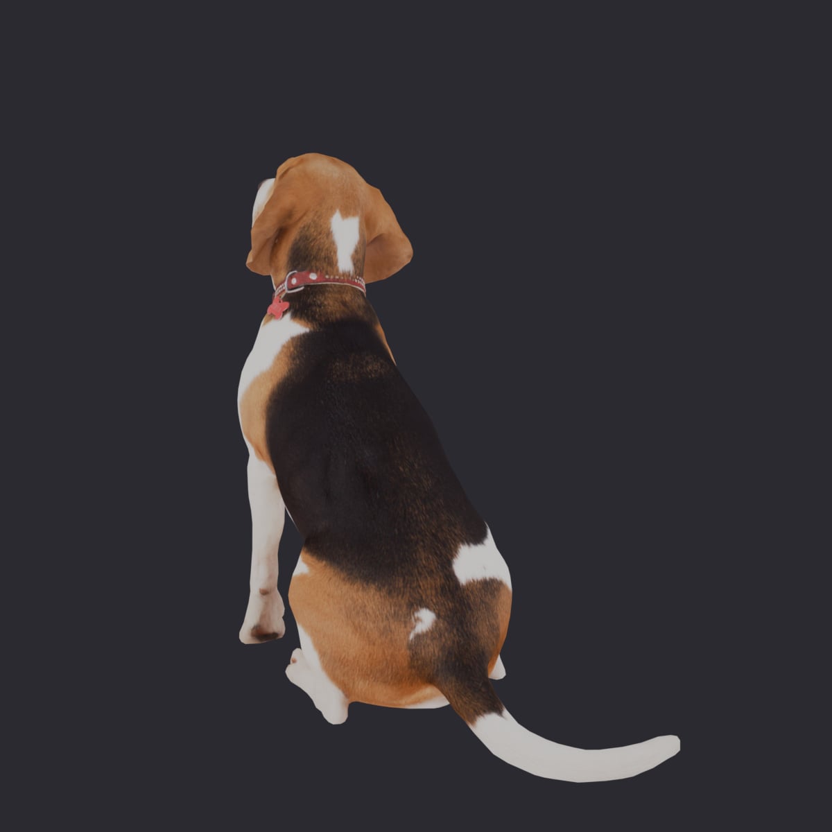 Beagle — Sitting Pose, Red Collar — thumbnail 3