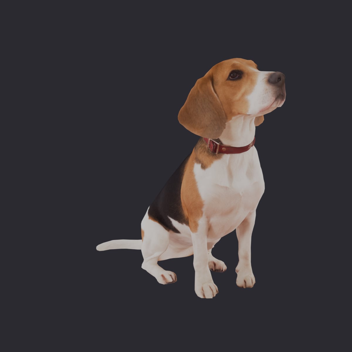 Beagle — Sitting Pose, Red Collar