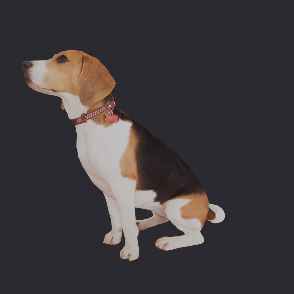 Beagle — Sitting Pose, Red Collar — thumbnail 2