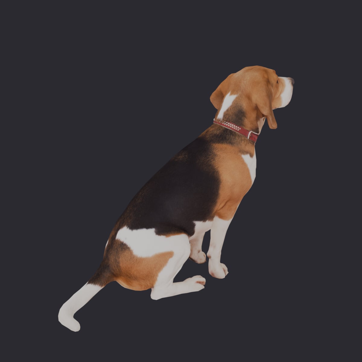 Beagle — Sitting Pose, Red Collar — thumbnail 4