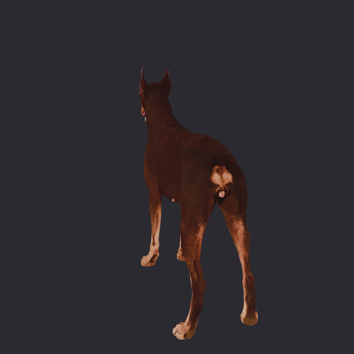 Doberman Pinscher — Walking Pose, Red & Tan — thumbnail 3