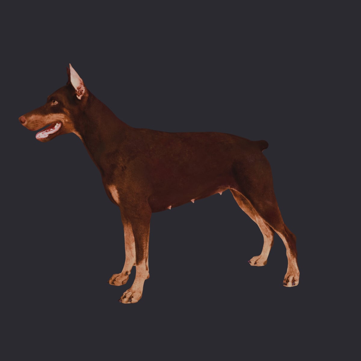 Doberman Pinscher — Walking Pose, Red & Tan — thumbnail 2