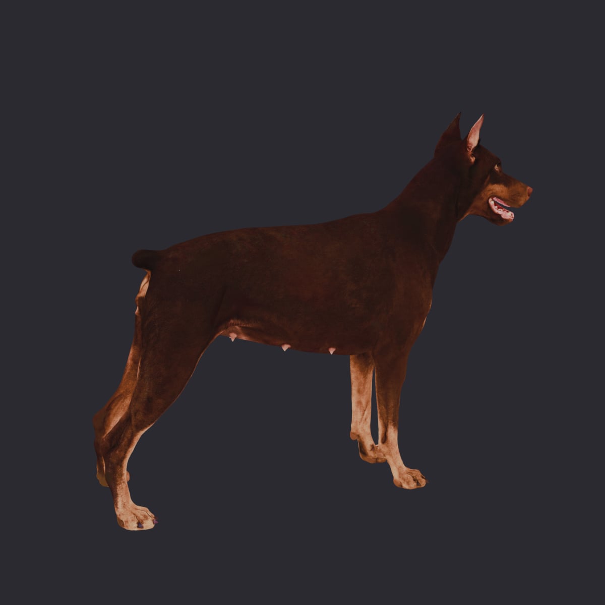 Doberman Pinscher — Walking Pose, Red & Tan — thumbnail 4