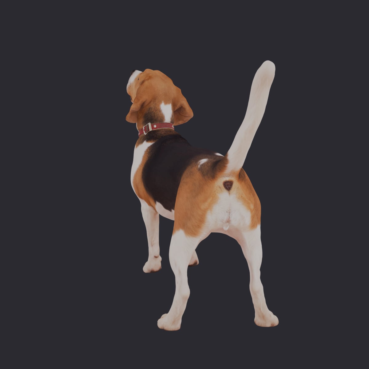 Beagle — Standing Pose, Collar and Bone Tag — thumbnail 3