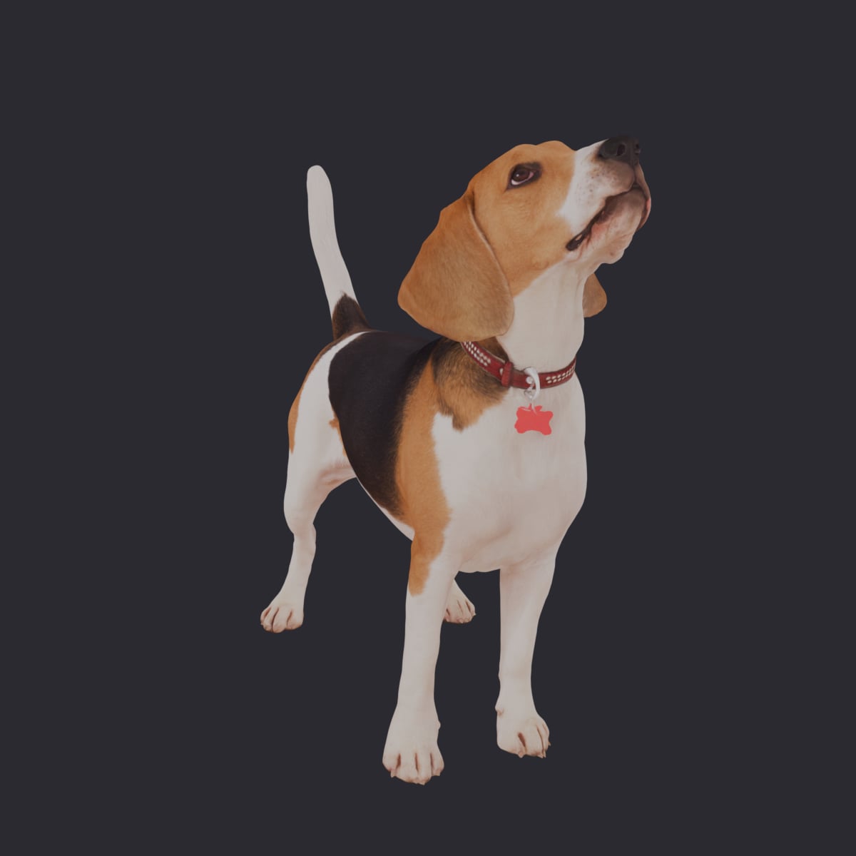 Beagle — Standing Pose, Collar and Bone Tag