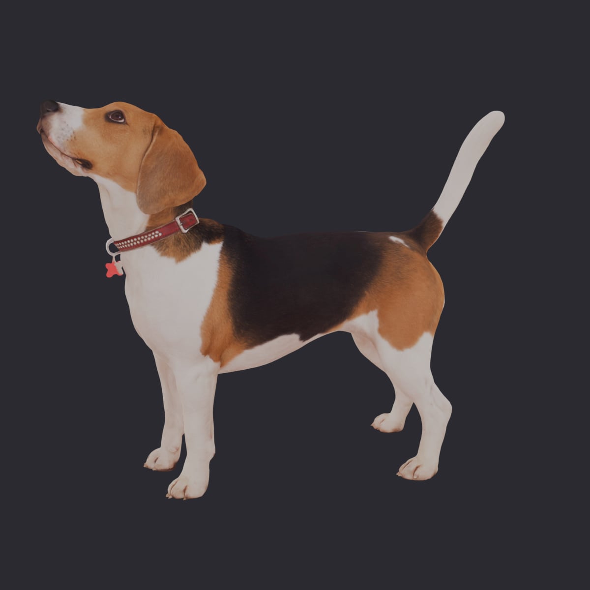 Beagle — Standing Pose, Collar and Bone Tag — thumbnail 2