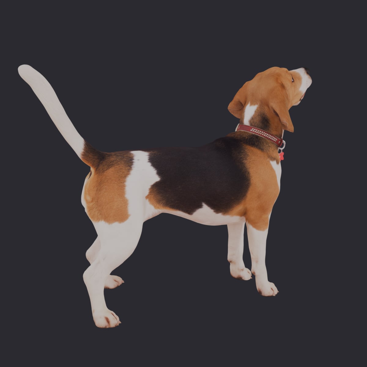 Beagle — Standing Pose, Collar and Bone Tag — thumbnail 4