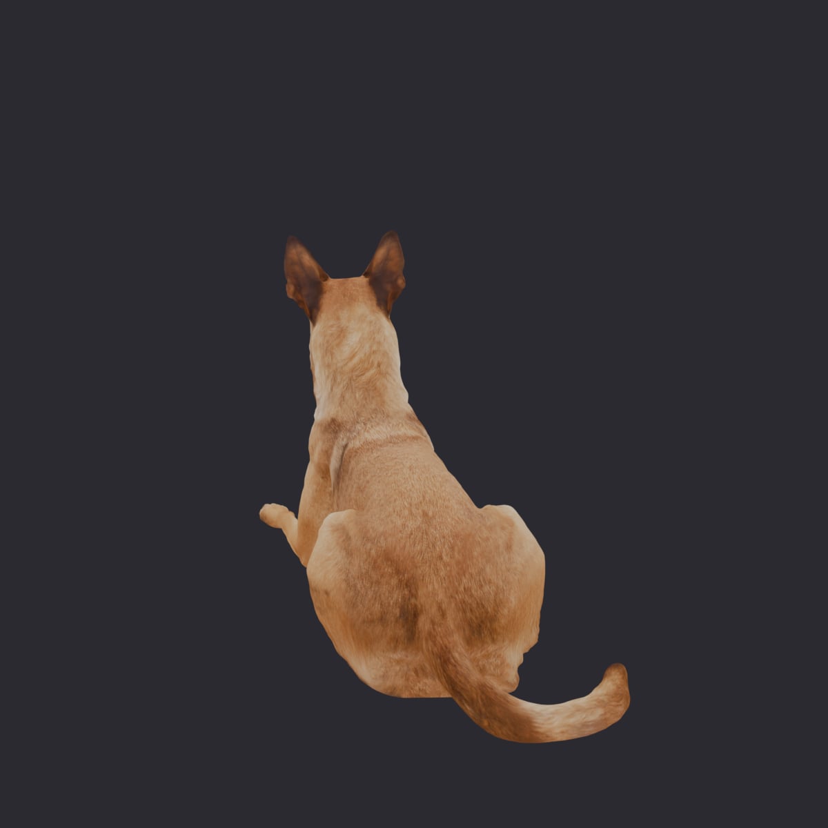 Belgian Malinois — Lying Pose, Alert — thumbnail 3