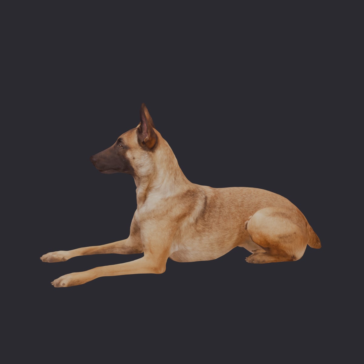 Belgian Malinois — Lying Pose, Alert — thumbnail 2