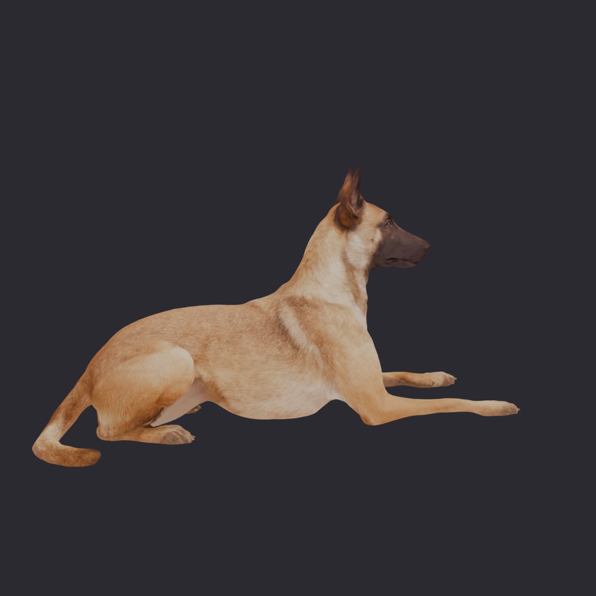 Belgian Malinois — Lying Pose, Alert — thumbnail 4