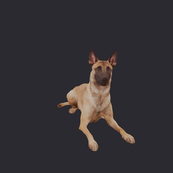Belgian Malinois — Lying Pose, Alert