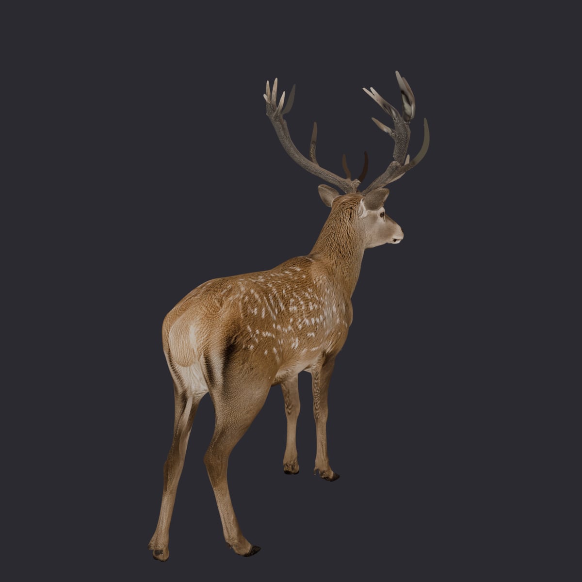 Red Deer Stag — Standing Pose with Full Antlers — thumbnail 3