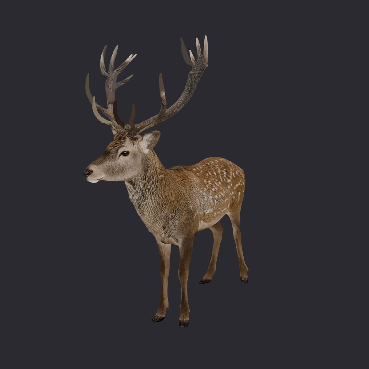Red Deer Stag — Standing Pose with Full Antlers