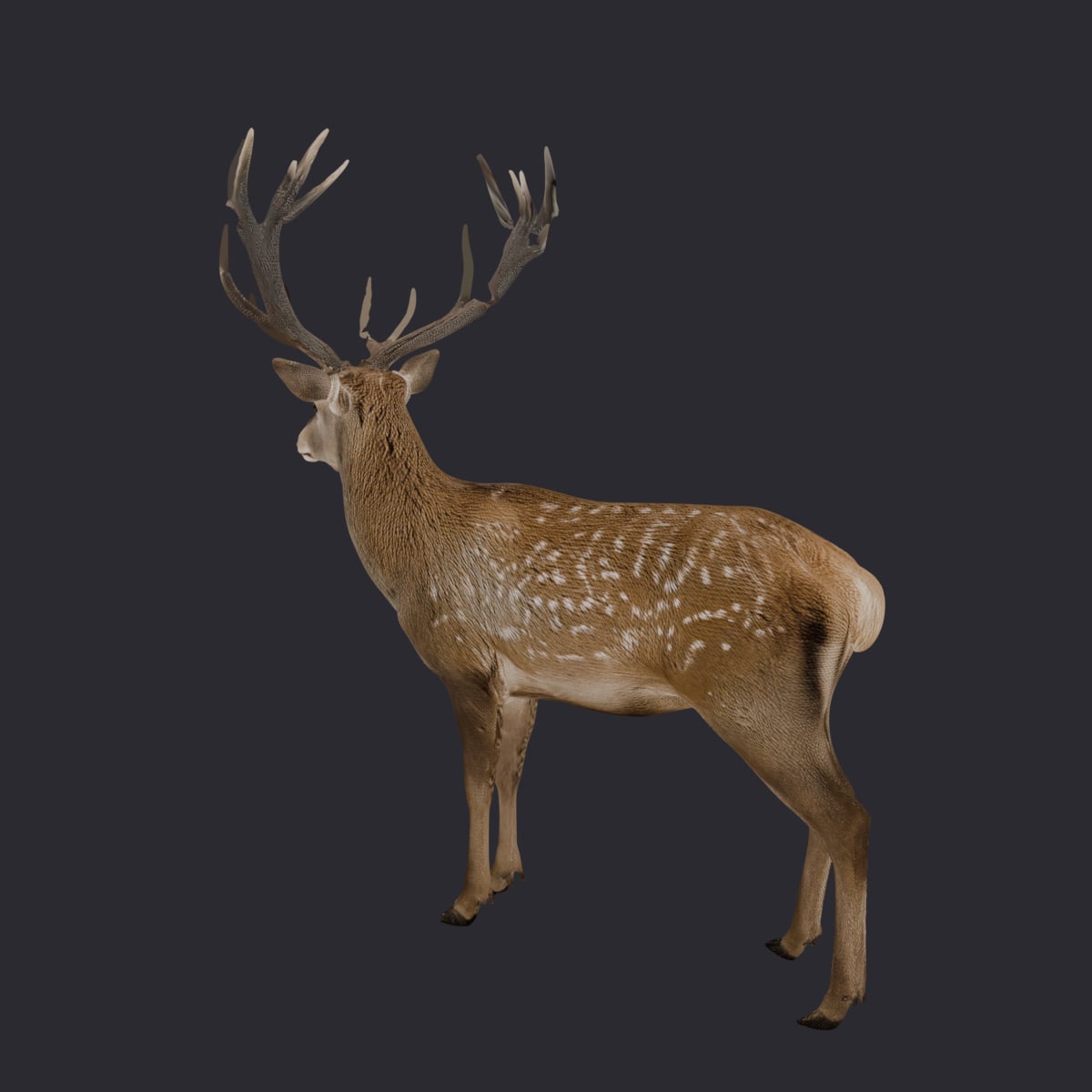 Red Deer Stag — Standing Pose with Full Antlers — thumbnail 2