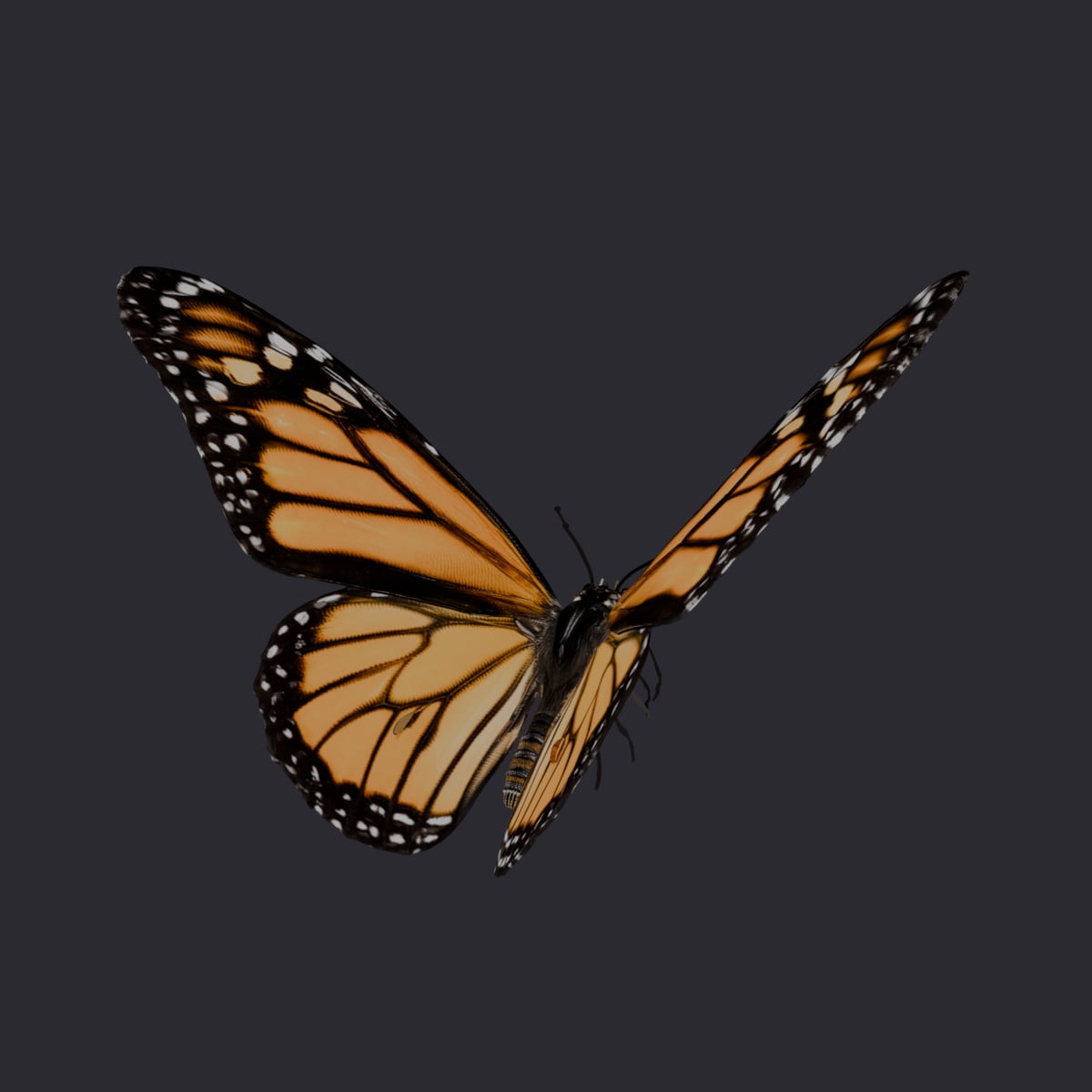 Monarch Butterfly — Wings-Up Flight Pose — thumbnail 3