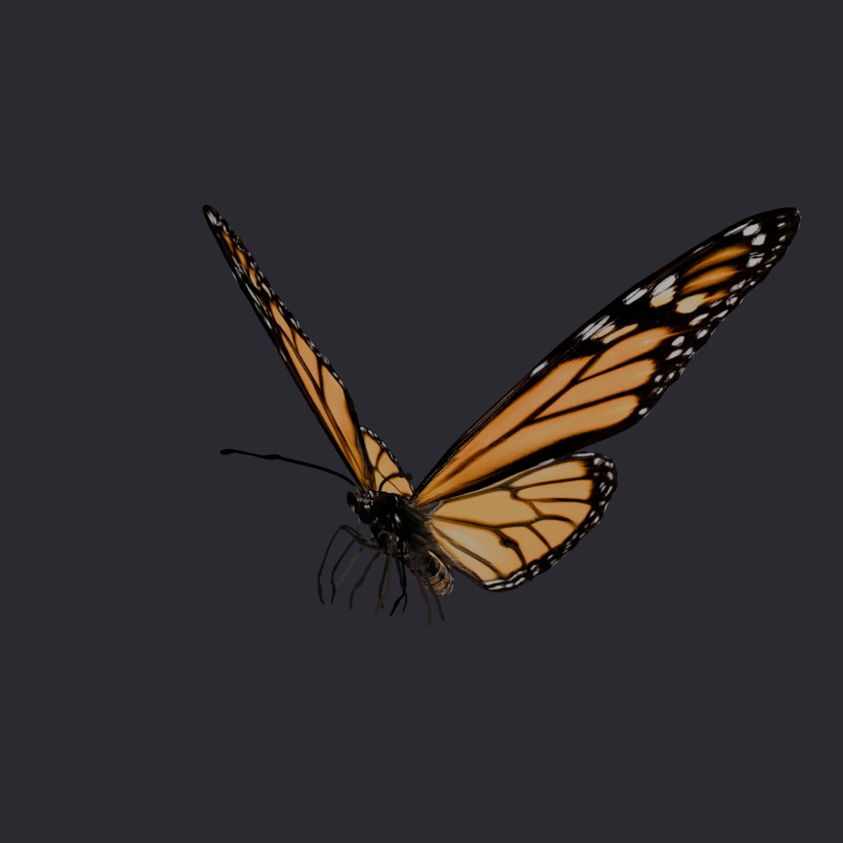 Monarch Butterfly — Wings-Up Flight Pose