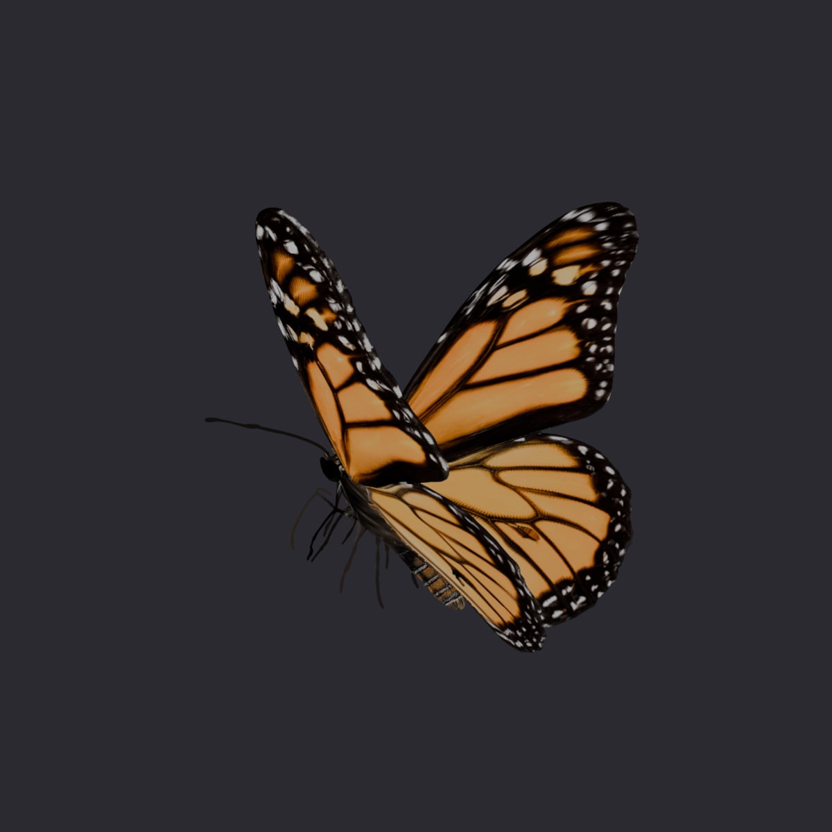 Monarch Butterfly — Wings-Up Flight Pose — thumbnail 2