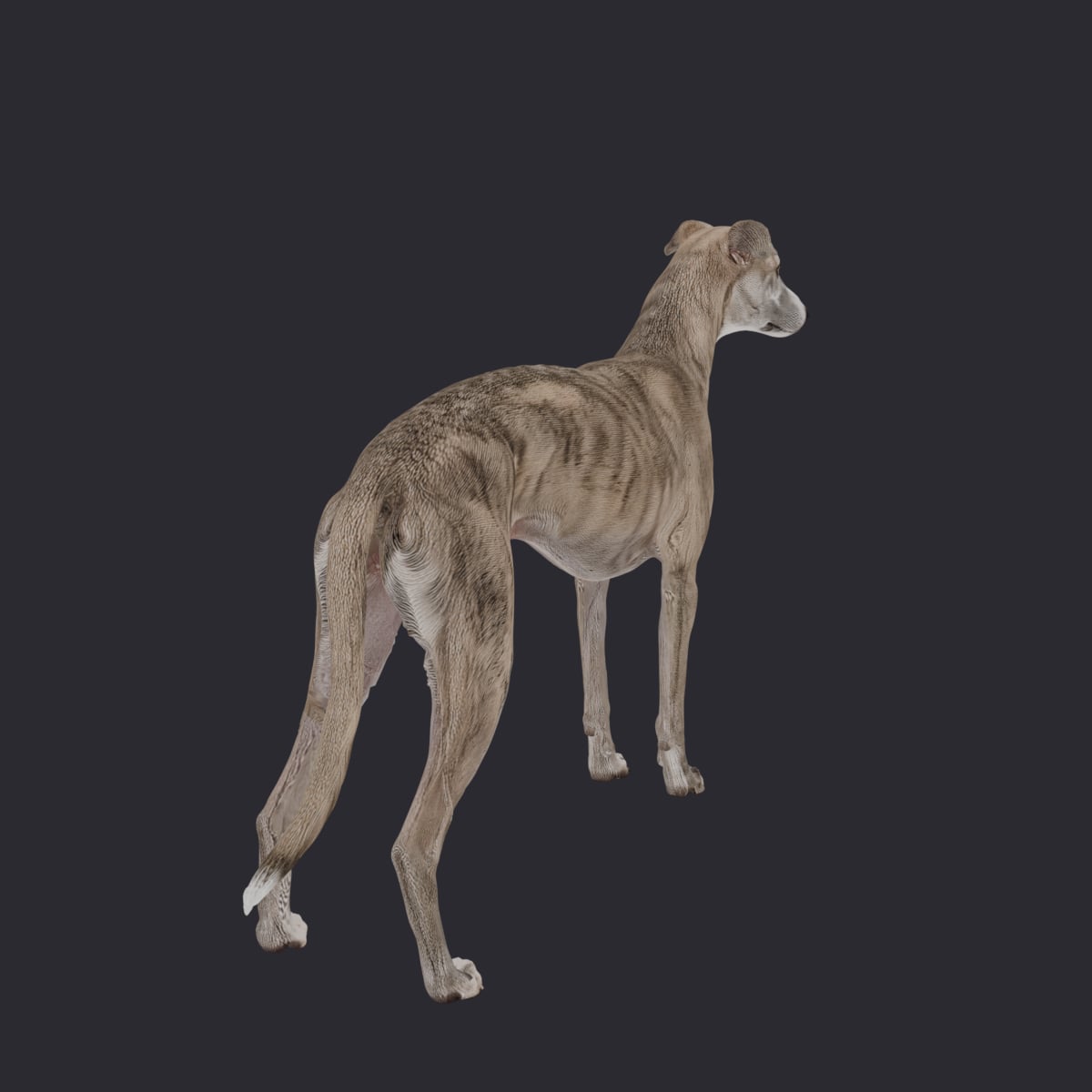 Whippet — Brindle & White Alert Pose — thumbnail 3