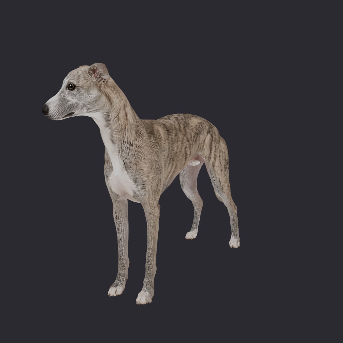 Whippet — Brindle & White Alert Pose
