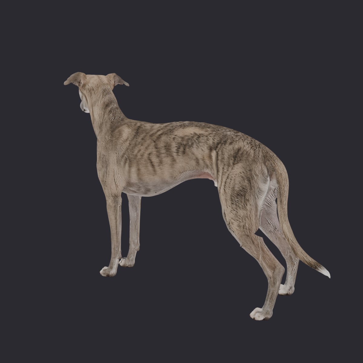 Whippet — Brindle & White Alert Pose — thumbnail 2