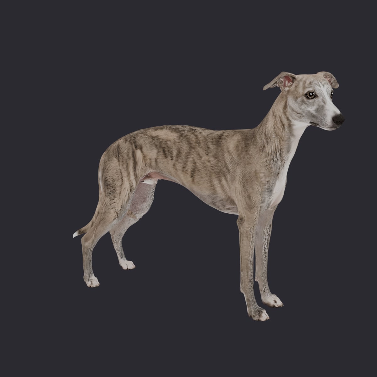 Whippet — Brindle & White Alert Pose — thumbnail 4
