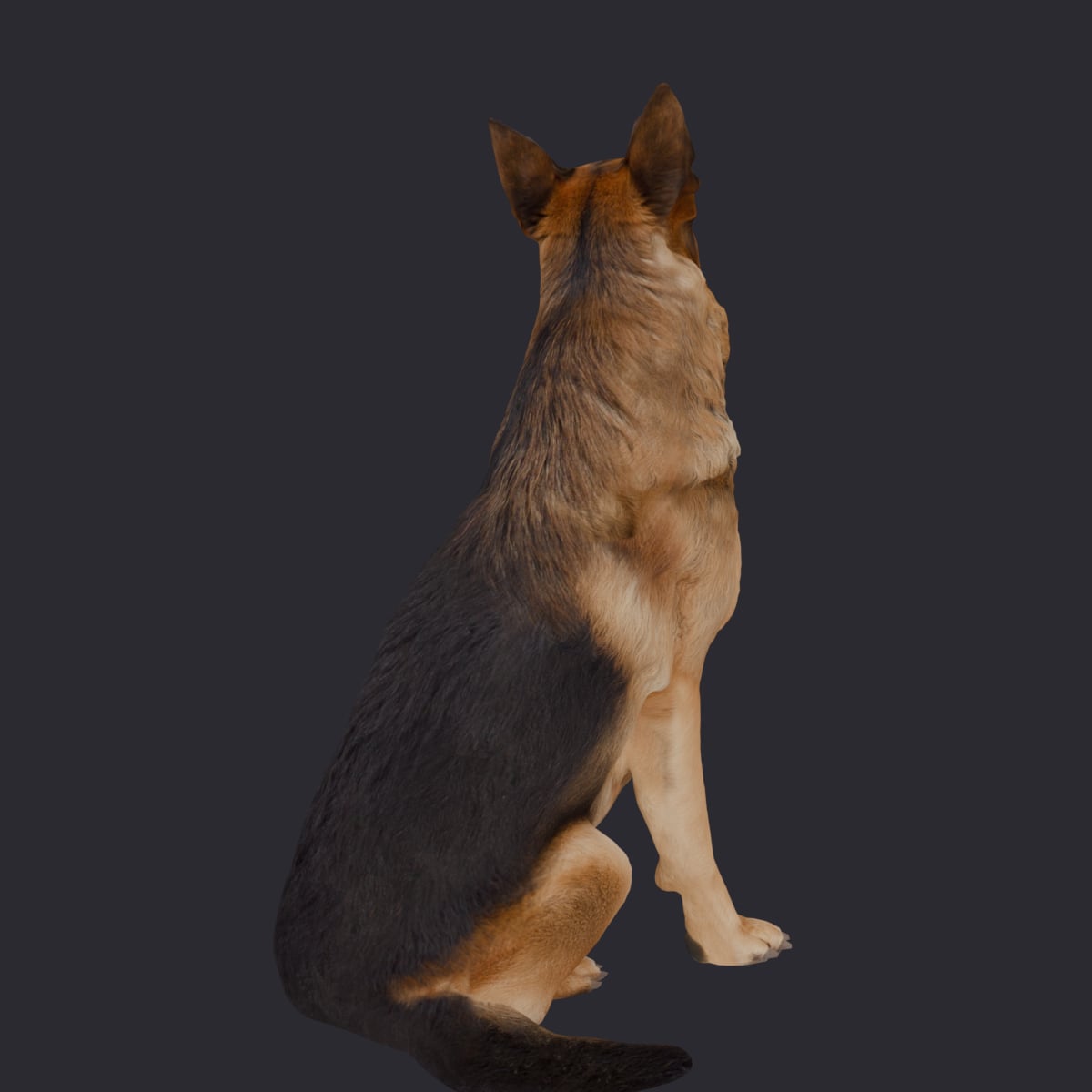 German Shepherd — Sitting Pose, Head Raised — thumbnail 3