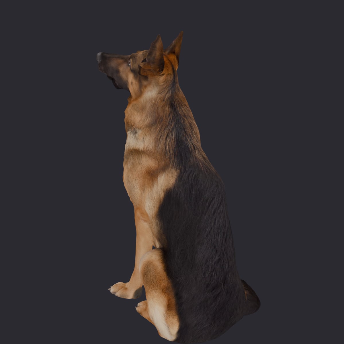 German Shepherd — Sitting Pose, Head Raised — thumbnail 2