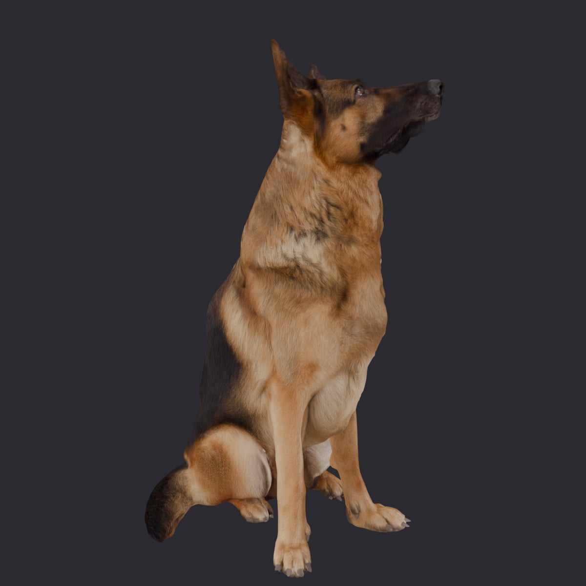 German Shepherd — Sitting Pose, Head Raised — thumbnail 4