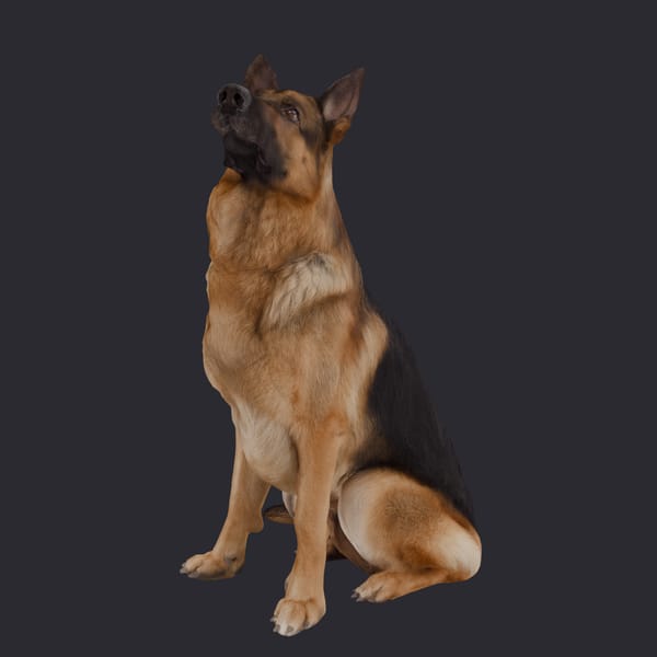 German Shepherd — Sitting Pose, Head Raised
