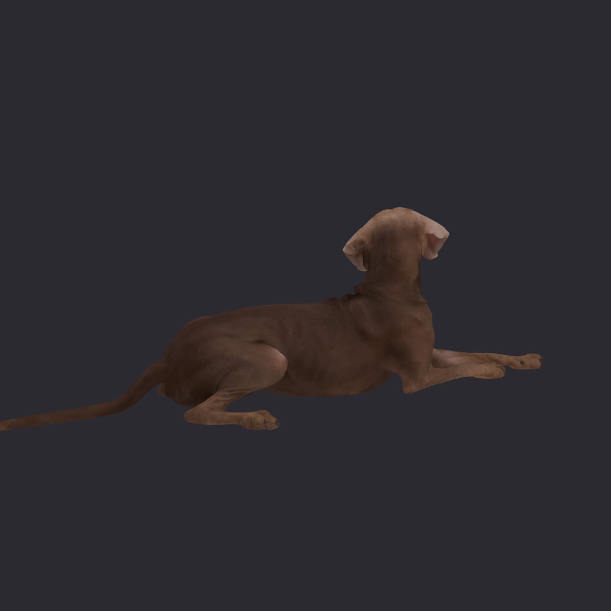 Weimaraner — Lying Pose — thumbnail 3